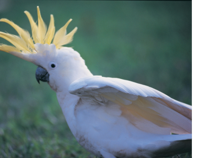 Animales en Australia, aves